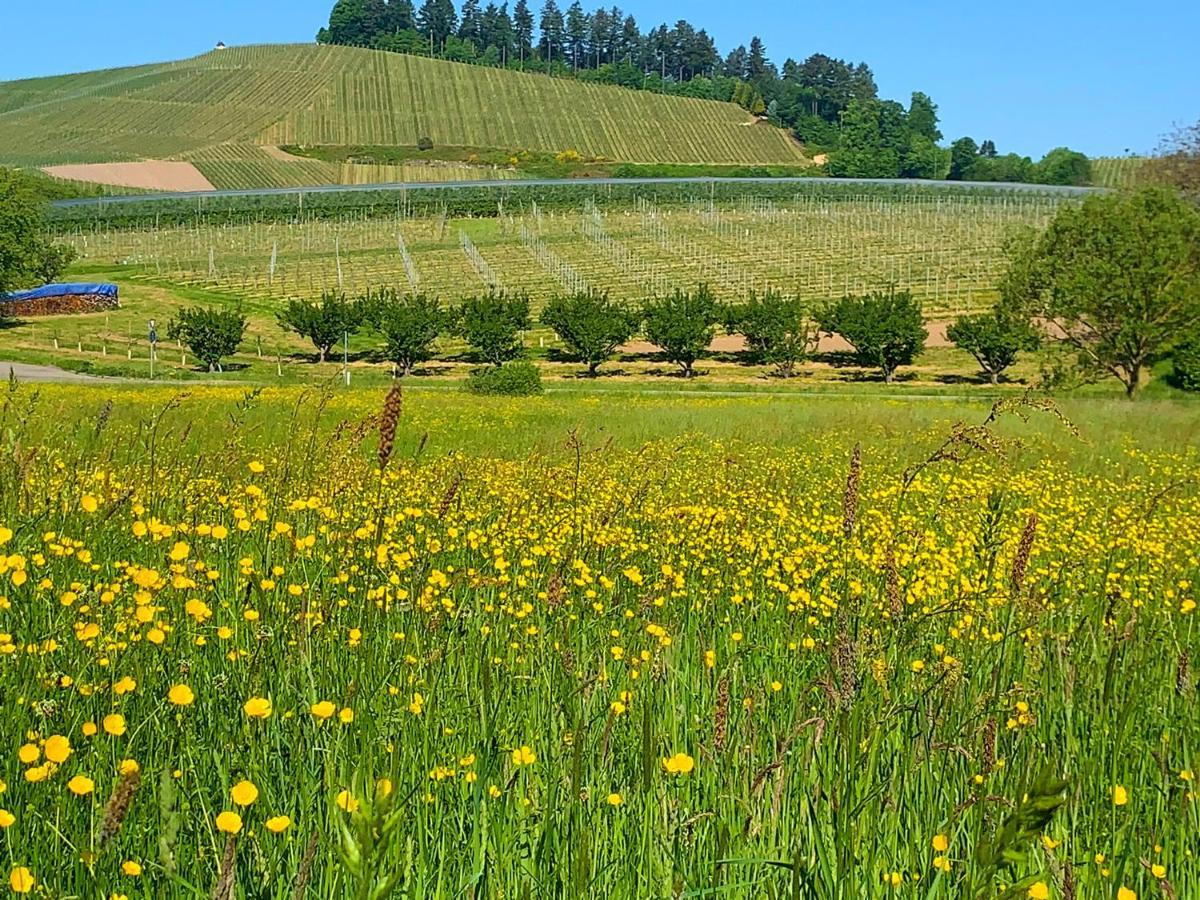 Appartamento Winzerhof Maennle Oberkirch  Esterno foto