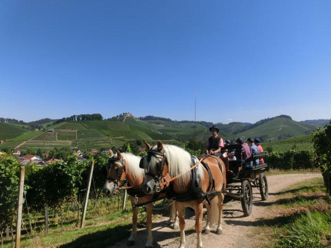 Appartamento Winzerhof Maennle Oberkirch  Esterno foto